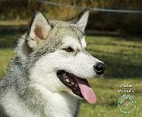 Alaskan Malamute 9R034D-196